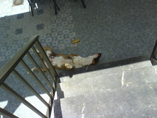 echando la siesta
